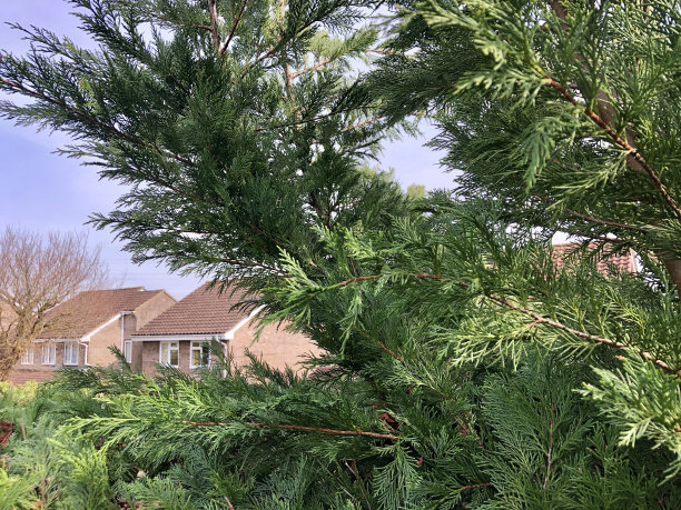 overgrown