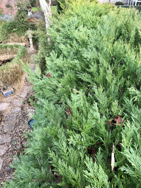 overgrown