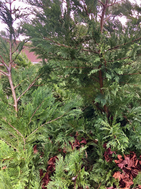 overgrown