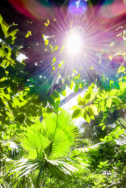 sunbeams