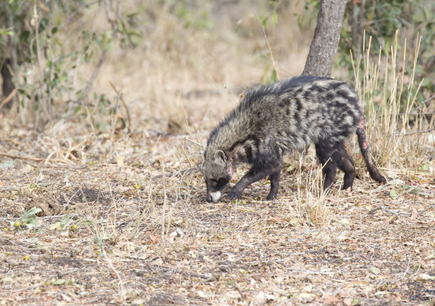 civet