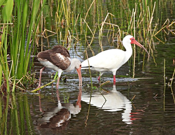 ibis
