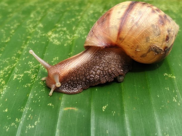 无脊椎动物标志