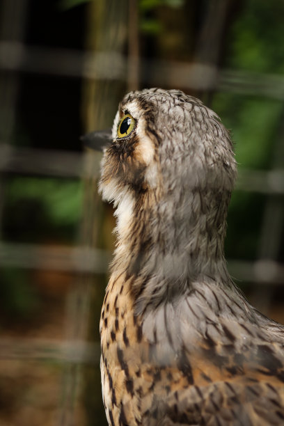 charadriiformes