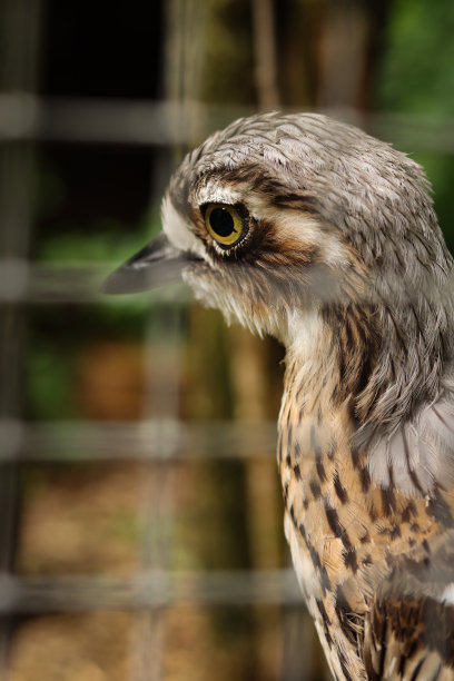 charadriiformes