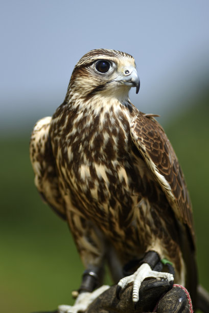 falcon