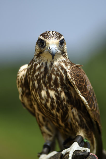 falcon