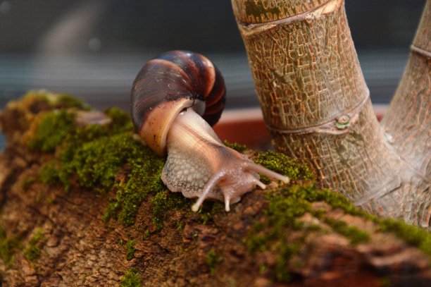 gastropod