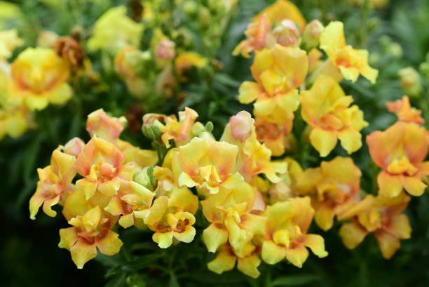 snapdragon