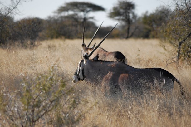 gemsbok
