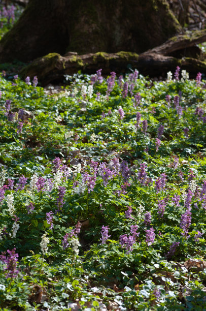 corydalis