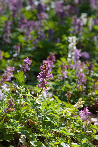 corydalis