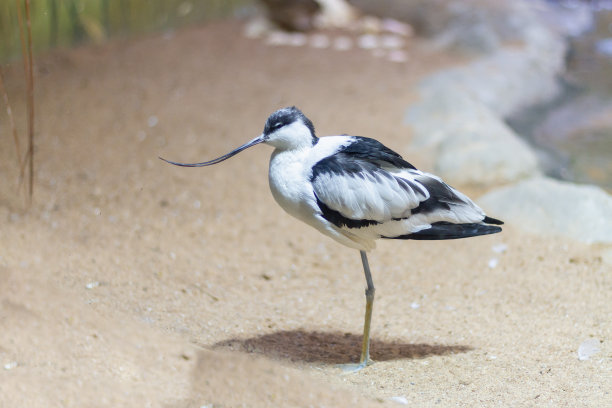 charadriiformes