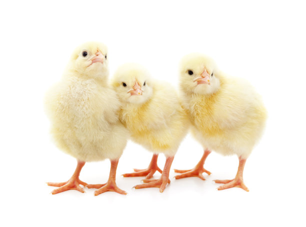 hen
