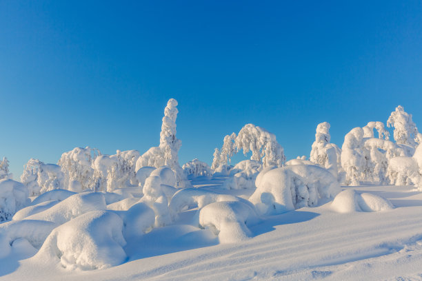 冬季芬兰北部白色的雪原与森林