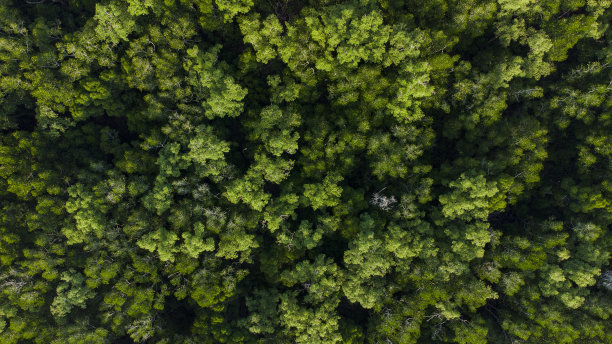 forest