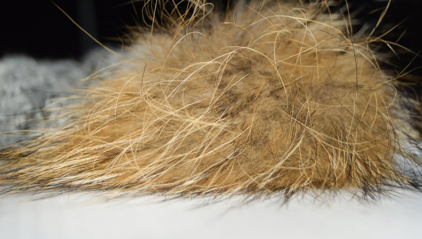 hairs