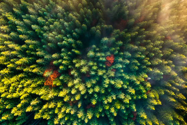 spruce