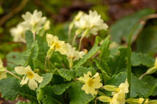 primula