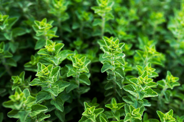 oregano