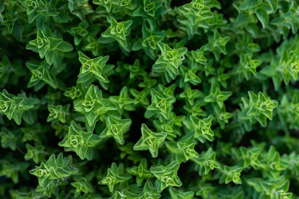 oregano