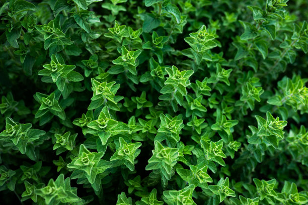 oregano