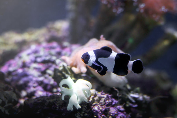 anemonefish