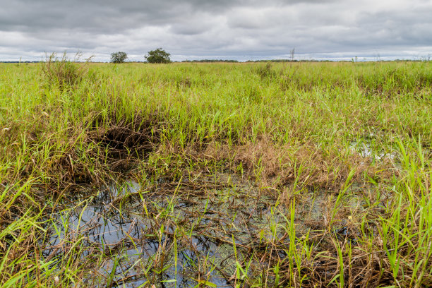 marsh