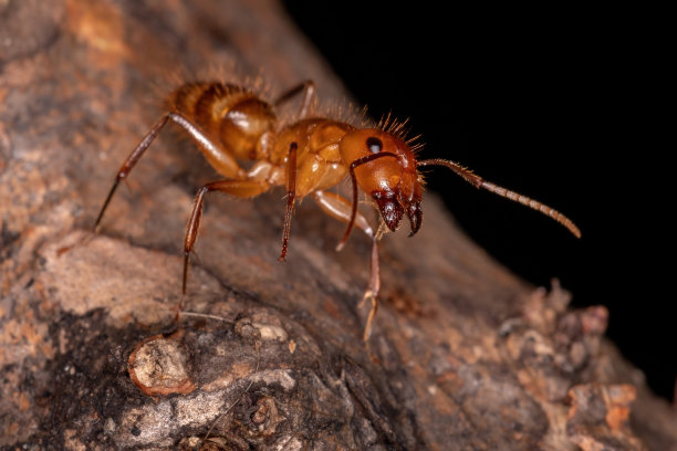 arthropod
