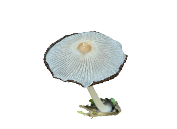 agaric