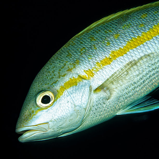 snapper