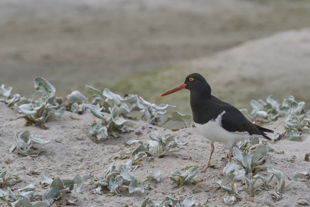 haematopus