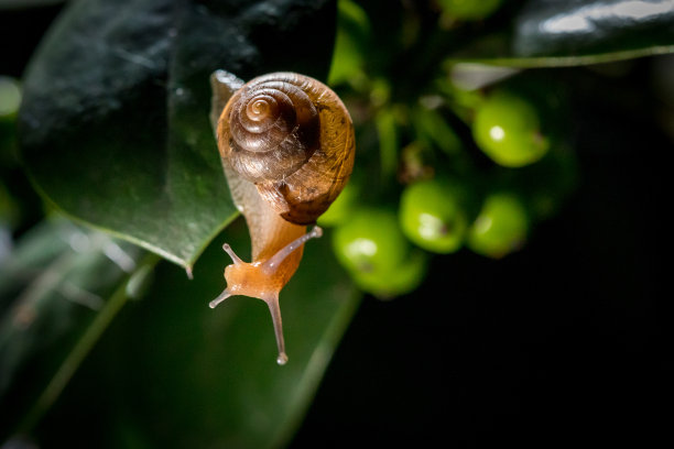 snail