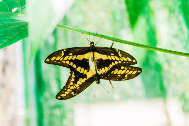 ornithoptera