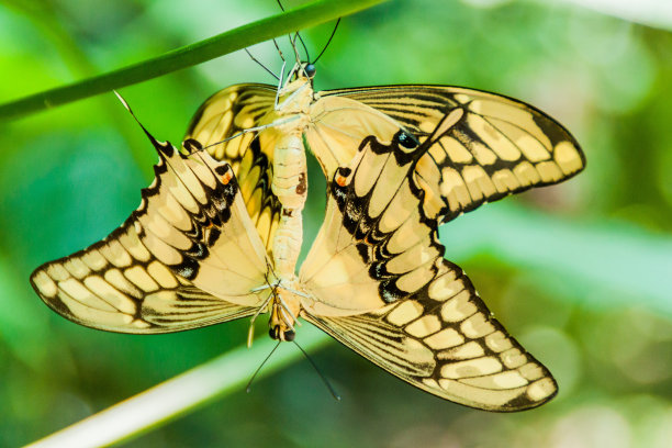 ornithoptera