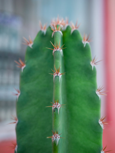 saguaro