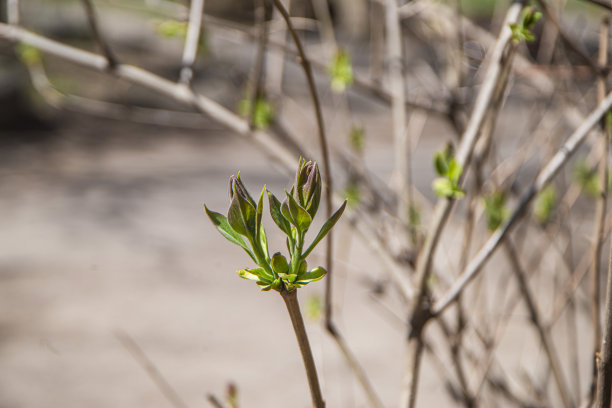twig