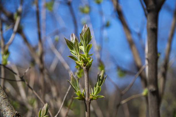 twig