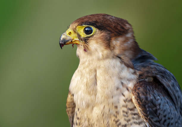 falcon