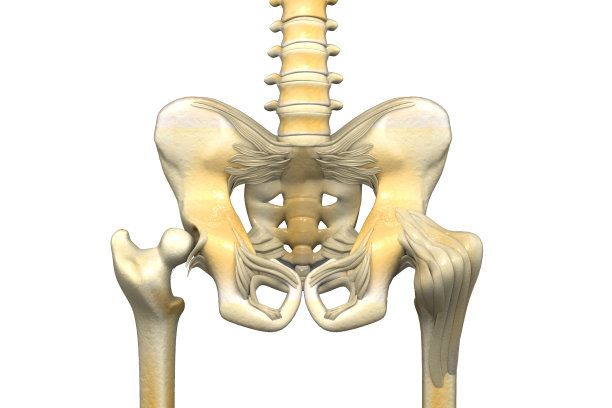 pelvis