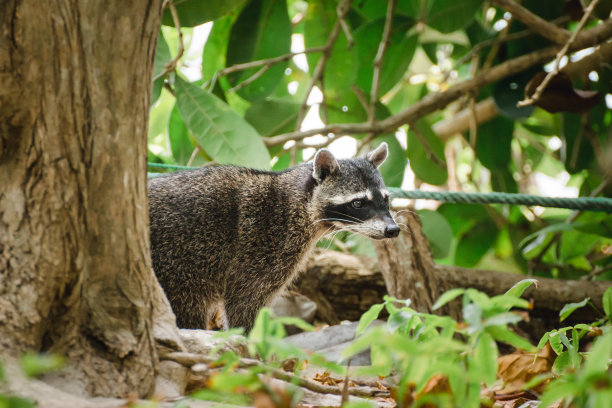 coatimundi