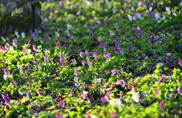 corydalis