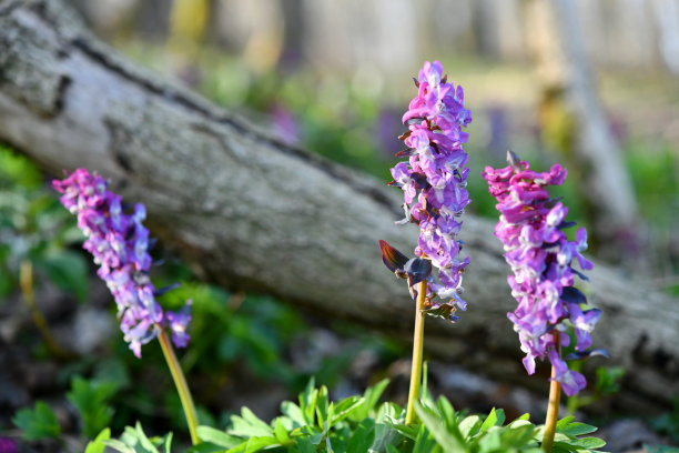 corydalis