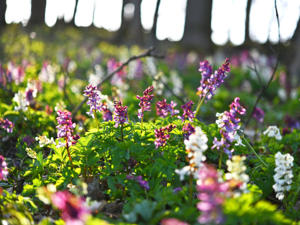 corydalis