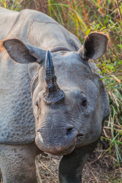 horned