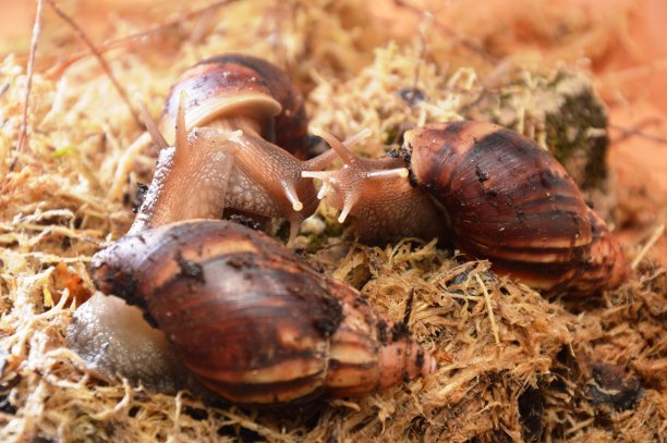 gastropod