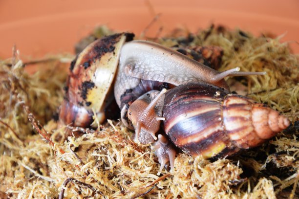 gastropod