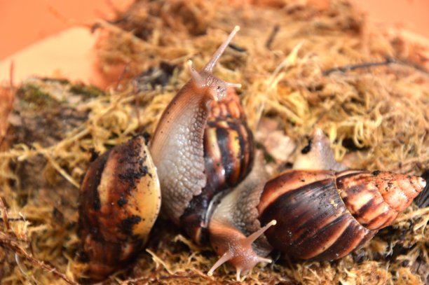 gastropod