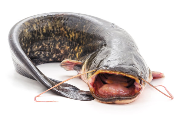 catfish
