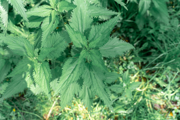 nettles